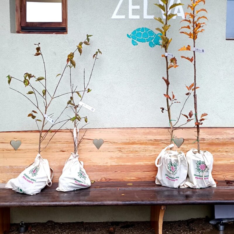 Nove domorodne rastline za vrtove in parke brez invazivk v Občini Škofja Loka