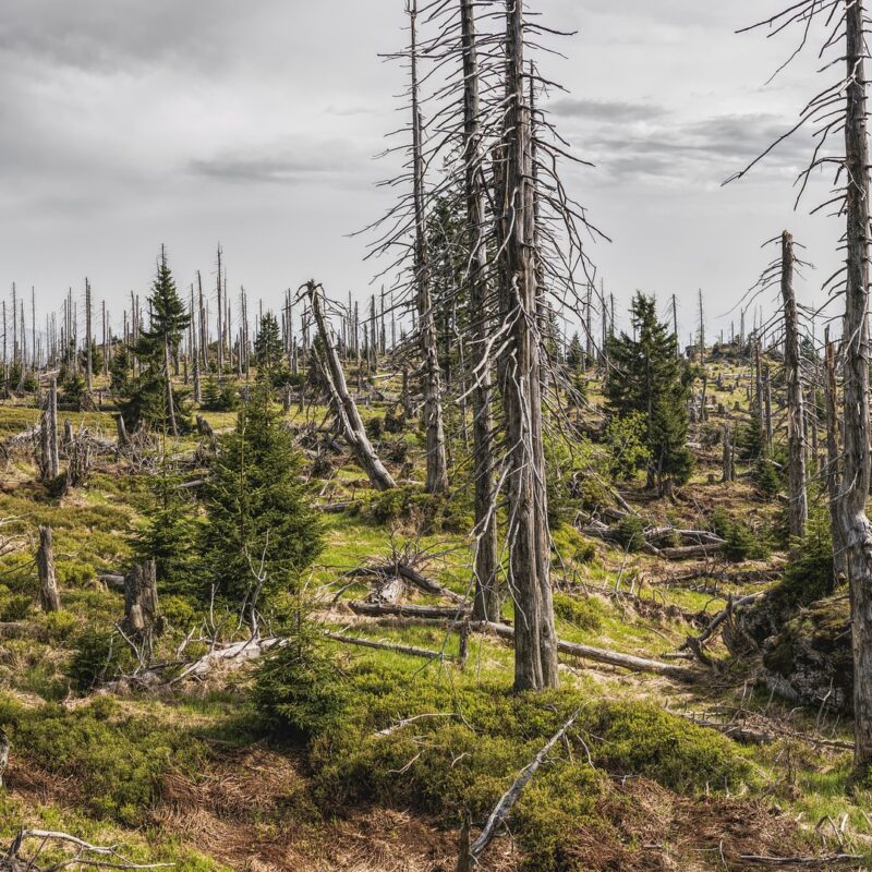 VPLIV GOZDOV IN RAZPOREDITEV RABE PROSTORA NA BLAŽENJE PODNEBNIH SPREMEMB